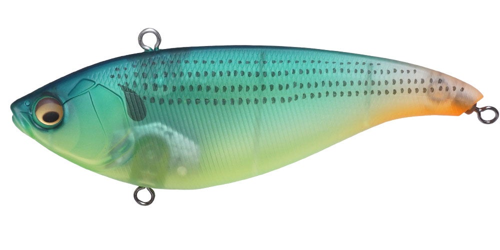 Poisson nageur MEGABASS Konosirus shad GG Chart back konoshiro